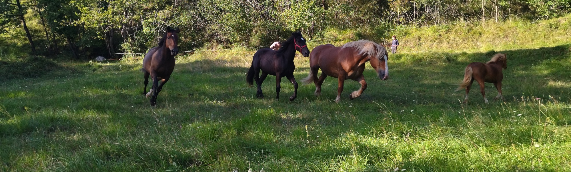 L'accompagnatrice et ses chevaux